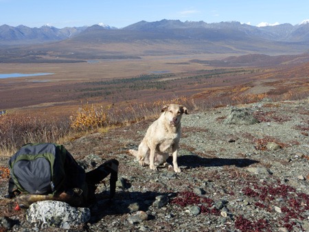 Alaska Range in the background