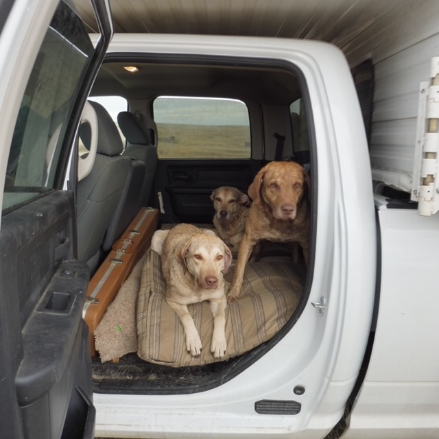 Dogs in truck cab